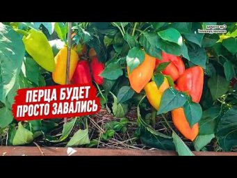 Увеличиваем урожай сладкого перца всего одной подкормкой!