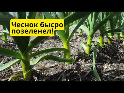 После этой подкормки чеснок быстро позеленел — результат через 10 дней После этой подкормки чеснок быстро позеленел — результат через 10 дней