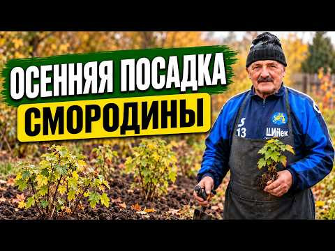Посадка чёрной смородины осенью. Как сделать всё правильно? Посадка чёрной смородины осенью. Как сделать всё правильно?