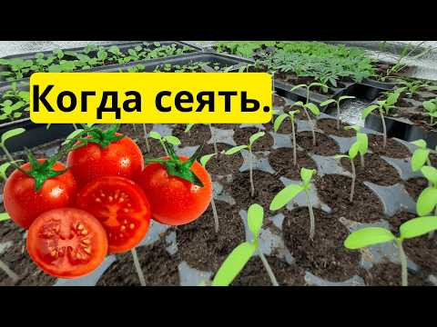Когда сеять томаты для открытого грунта? Не ошибитесь со сроками