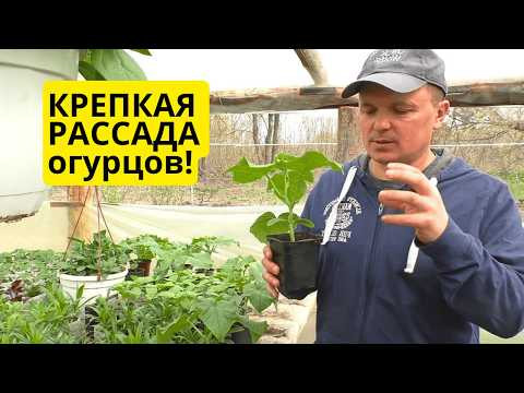 Рассада огурцов за 30 дней &mdash; как вырастить крепкие растения!