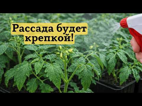 Рассада томатов будет крепкой и зелёной- важная листовая обработка. Рассада томатов будет крепкой и зелёной- важная листовая обработка.