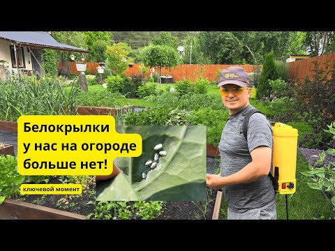 Единственное средство, которое реально помогает от белокрылки!