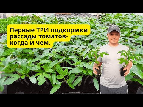 Когда и чем подкормить рассаду томатов от вытягивания- не пропустите! Когда и чем подкормить рассаду томатов от вытягивания- не пропустите!