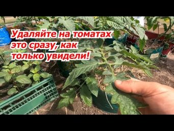 Уберите с куста томата всё "лишнее" и это сохранит вам урожай!