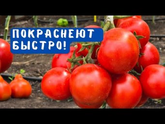 Все помидоры вмиг покраснеют на кусту! Проверенный способ!
