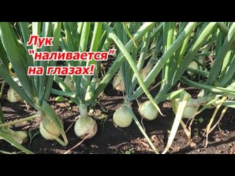 Урожай лука почти удвоится- проверено много раз! Лук через рассаду.