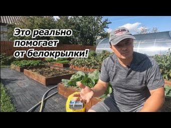 Белокрылки на огороде не будет от одной обработки!