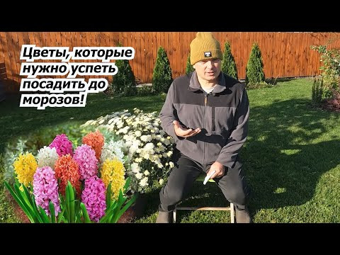 Эти цветы обязательно высаживаем на клумбу осенью!