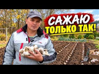 Как посадить чеснок, чтобы урожай действительно порадовал