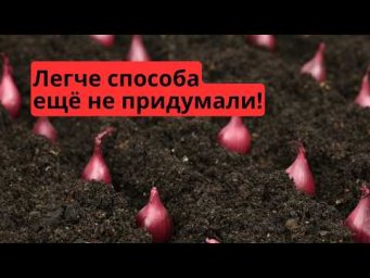 Посадка лука-севка осенью по-колхозному  Быстро и без приседаний.