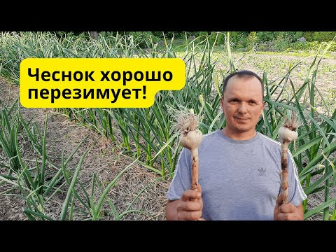 Чеснок перезимует с комфортом и весной быстро тронется в рост! Чеснок перезимует с комфортом и весной быстро тронется в рост!