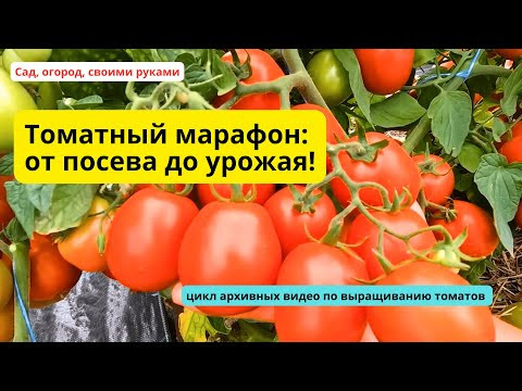 Томатный марофон- все видео о выращивании томатов за сезон в ОДНОМ видео. Томатный марофон- все видео о выращивании томатов за сезон в ОДНОМ видео.