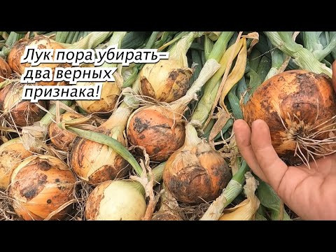 Убираем лук-репчатый. Два признака, что лук уже пора убрать. Убираем лук-репчатый. Два признака, что лук уже пора убрать.