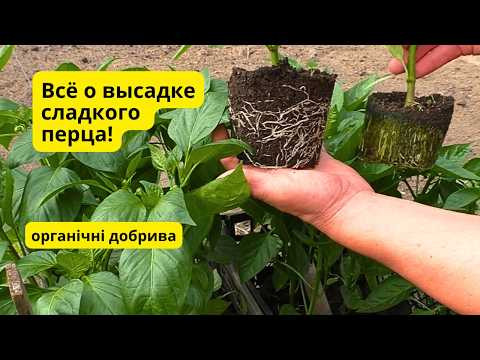 Полейте так сладкий перец после высадки и удивитесь быстрому развитию! Полейте так сладкий перец после высадки и удивитесь быстрому развитию!
