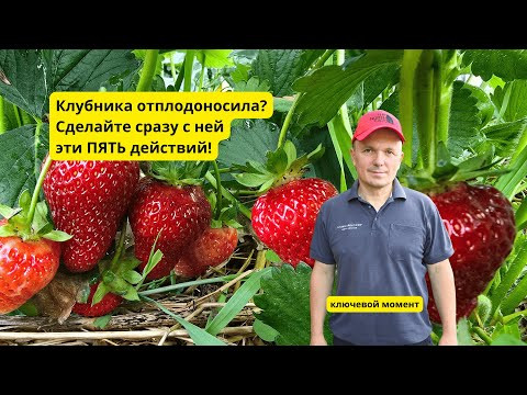 Что делаем с клубникой сразу после плодоношения в июле. Что делаем с клубникой сразу после плодоношения в июле.