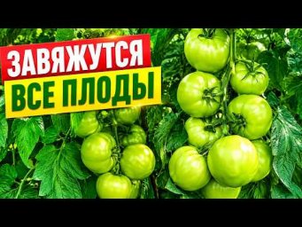 Как не допустить осыпания верхних кистей на томатах и получить хороший урожай.