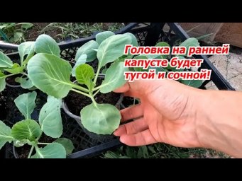 Сеем раннюю капусту на рассаду. Почему вырастает "рыхлая" головка на капусте.