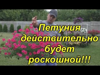 От этой подкормки ампеля вырастают огромными!