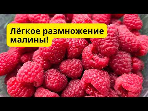 Малину на рассаду этим способом можно легко размножить в любых количествах! Малину на рассаду этим способом можно легко размножить в любых количествах!