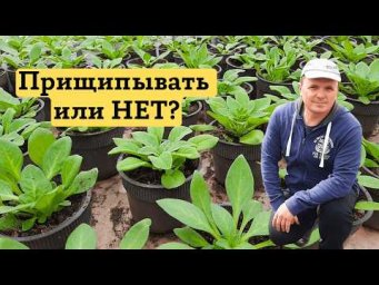 Петуния- простая прищипка для красивого и пышного кустика! Это очень просто!