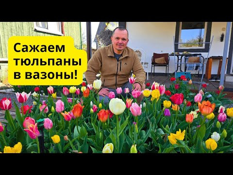 Попробуйте посадить тюльпаны в вазоны осенью тремя этими способами! Попробуйте посадить тюльпаны в вазоны осенью тремя этими способами!