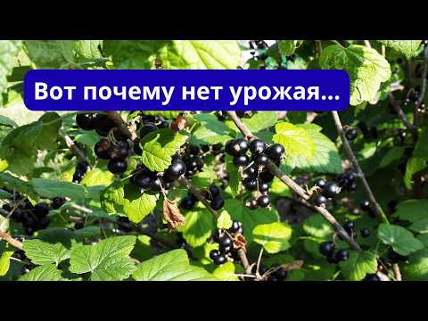 Одна подкормка осенью = двойной урожай летом!