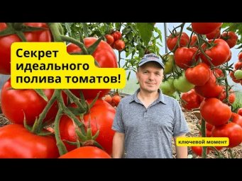Не делайте эту ошибку при поливе томатов!