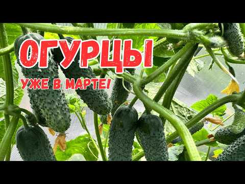 Огурцы собираем уже в марте — простая фишка, которая даёт отличный результат! Огурцы собираем уже в марте — простая фишка, которая даёт отличный результат!