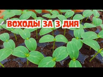 Рассада  огурцов  будет крепкая- сделайте ТАК сразу после появления всходов!
