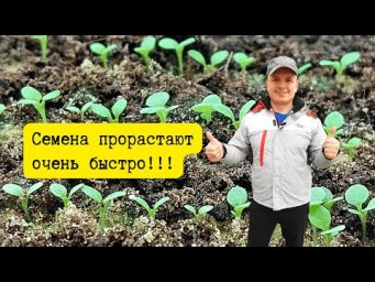Посеянные семена всходят быстро и дружно &mdash; вот что нужно сделать.