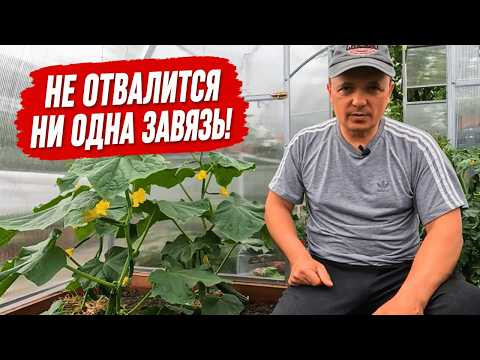 Отпадают завязи на огурцах? Сделайте так и с ними всё будет в порядке! Отпадают завязи на огурцах? Сделайте так и с ними всё будет в порядке!