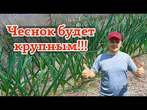 Первая весенняя подкормка чеснока для сочно-зелёных листьев! Первая весенняя подкормка чеснока для сочно-зелёных листьев!
