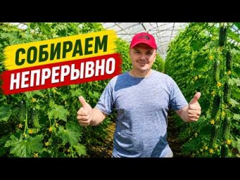 Огурцы плодоносят без остановки! Простая органическая подкормка