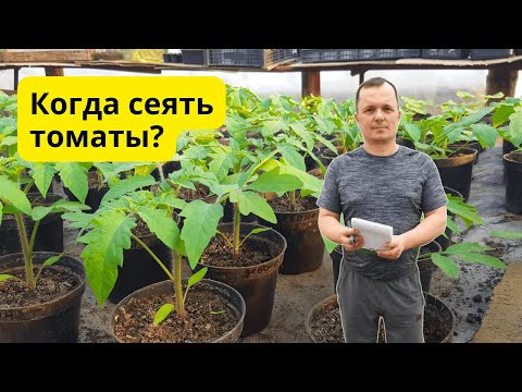 Когда сеять томаты для теплицы на рассаду, что бы они не потянулись. Когда сеять томаты для теплицы на рассаду, что бы они не потянулись.