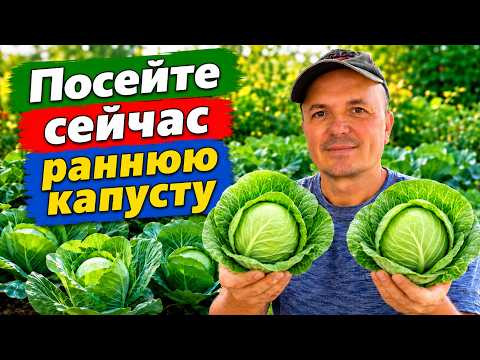 Пришло время сеять раннюю капусту на летне-осеннее выращивание!