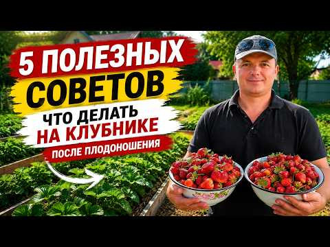 Клубника отблагодарит- сделайте это сразу после плодоношения! Клубника отблагодарит- сделайте это сразу после плодоношения!