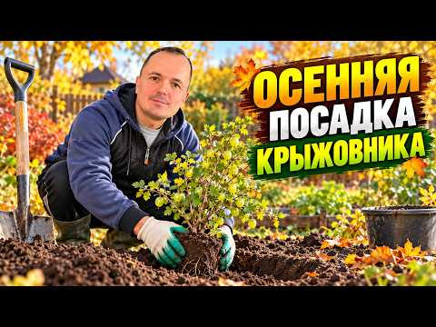 Посадка крыжовника осенью. Как это сделать правильно? Посадка крыжовника осенью. Как это сделать правильно?