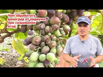 Эффективная обработка  винограда от оидиума во время налива ягод.