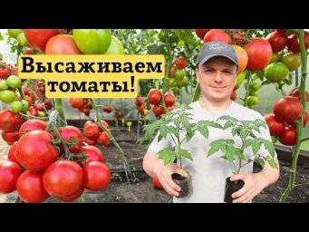 Высадка томатов в теплицу:  рассаде уже 60 дней!