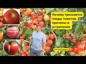 Отчего трескаются плоды томатов- наглядно. Три вида растрескивания томатов.
