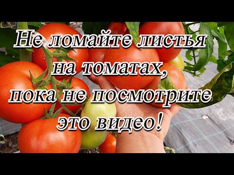 Не удаляйте листья на томатах до просмотра этого видео! Советы агронома.