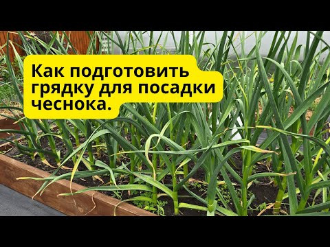 Как я готовлю грядку под чеснок — просто, но эффективно! Как я готовлю грядку под чеснок — просто, но эффективно!