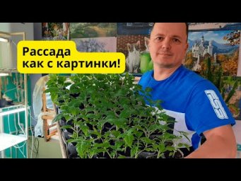Рассада БЕЗ и С пикировкой- сколько раз пикировать рассаду?