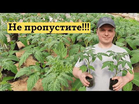 За день до высадки томатов: что обязательно нужно сделать. Не пропустите!!! За день до высадки томатов: что обязательно нужно сделать. Не пропустите!!!