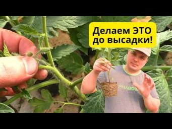 Сделайте эти ТРИ необходимые вещи перед высадкой томатов на грядку!