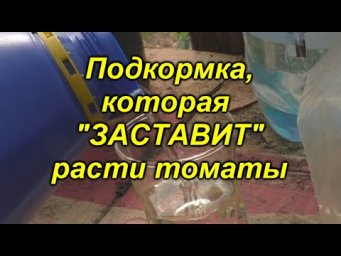Томаты не растут в холодной земле? Подкормите их фосфором через лист!