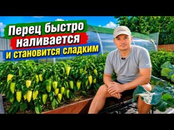 Перец моментально начинает наливаться на глазах- нужная подкормка!
