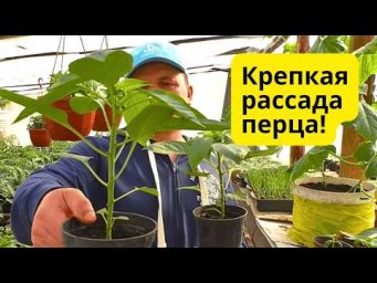 Перец быстро станет крепким и зелёным- проверенная подкормка!