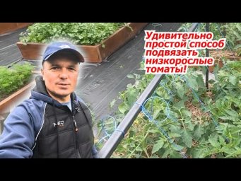 Просто и быстро- подвязывание низкорослых томатов!